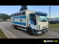 Iveco Mod. IVECO Vers. IVECO | Leggero Cabinato > 35 q.li Trasporto animali | INDUSTRIAL CARS S.P.A