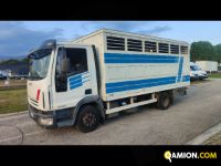Iveco Mod. IVECO Vers. IVECO | Leggero Cabinato > 35 q.li Trasporto animali | INDUSTRIAL CARS S.P.A