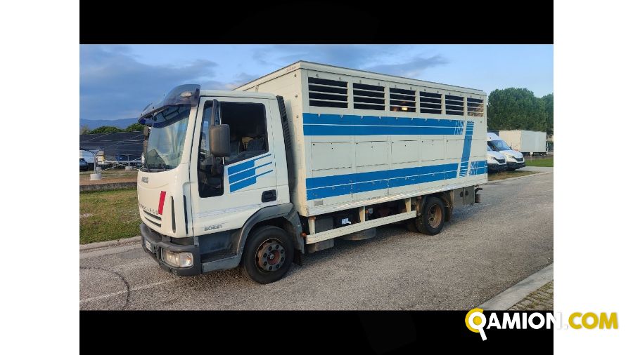 Iveco Mod. IVECO Vers. IVECO | Leggero Cabinato > 35 q.li Trasporto animali | INDUSTRIAL CARS S.P.A